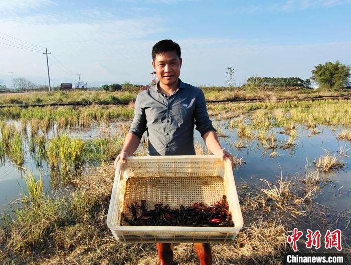 广西推进稻渔综合种养产业升级 助农增收显成效